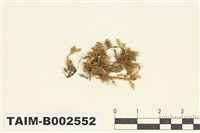 藏品(錦苔科)的圖片